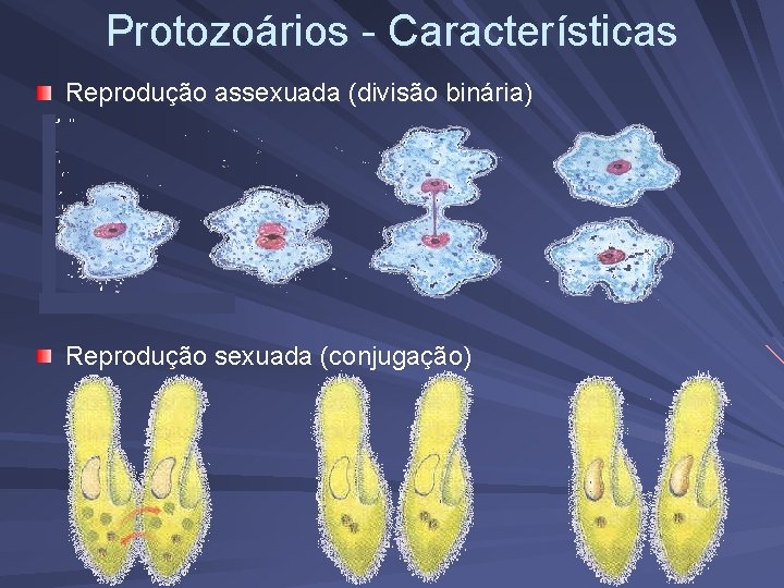 Protozoários - Características Reprodução assexuada (divisão binária) Reprodução sexuada (conjugação) 