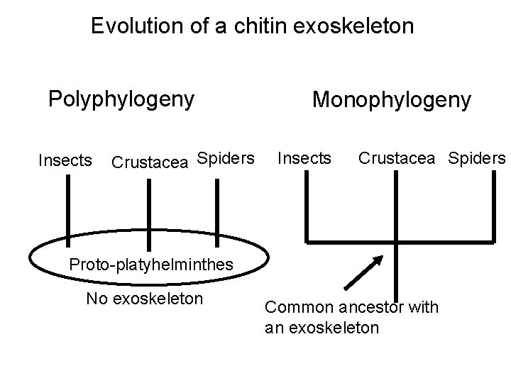 Evolution of a chitin exoskeleton Polyphylogeny Insects Crustacea Spiders Monophylogeny Insects Crustacea Spiders Proto-platyhelminthes