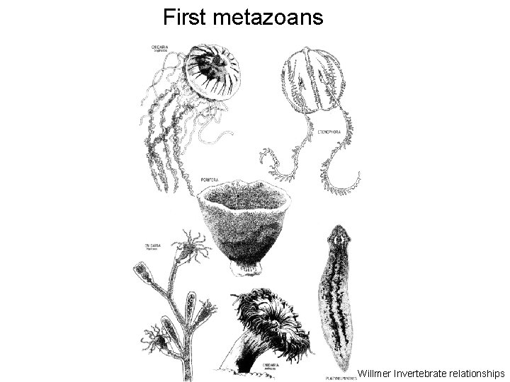 First metazoans Willmer Invertebrate relationships 