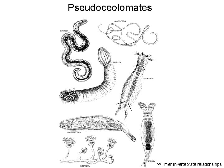 Pseudoceolomates Willmer Invertebrate relationships 