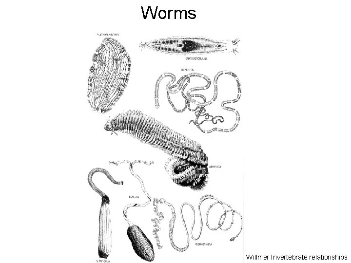 Worms Willmer Invertebrate relationships 