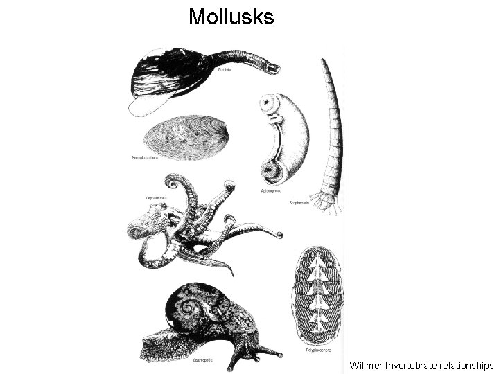 Mollusks Willmer Invertebrate relationships 