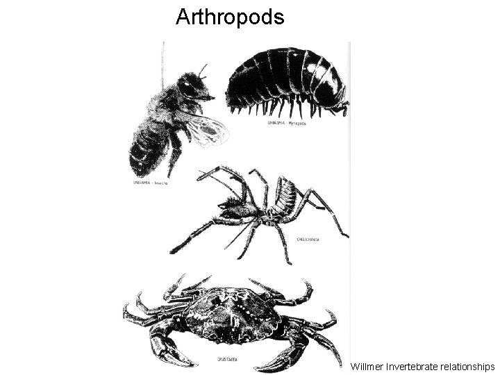 Arthropods Willmer Invertebrate relationships 