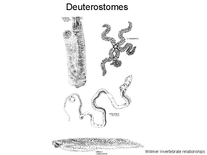 Deuterostomes Willmer Invertebrate relationships 