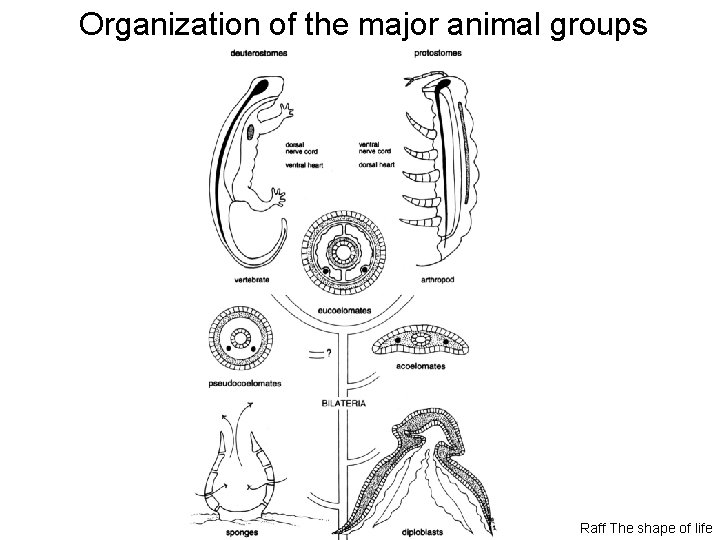 Organization of the major animal groups Raff The shape of life 