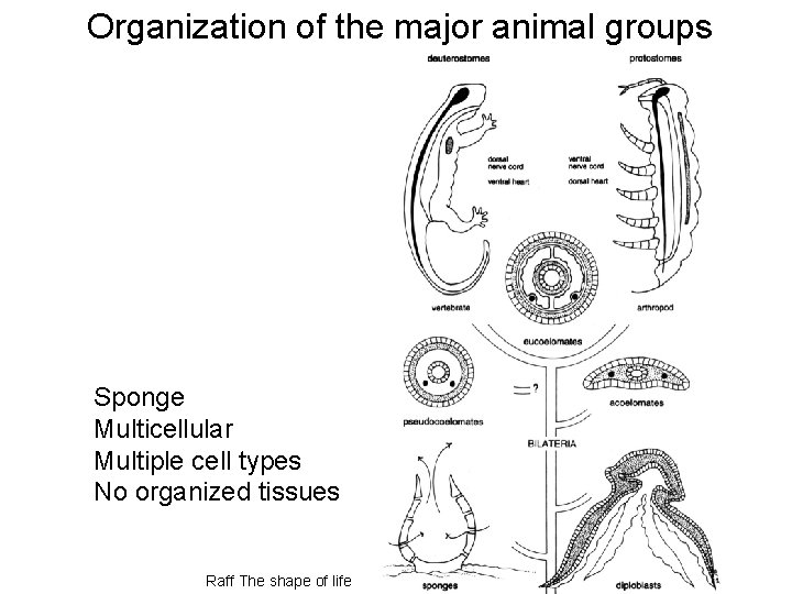 Organization of the major animal groups Sponge Multicellular Multiple cell types No organized tissues