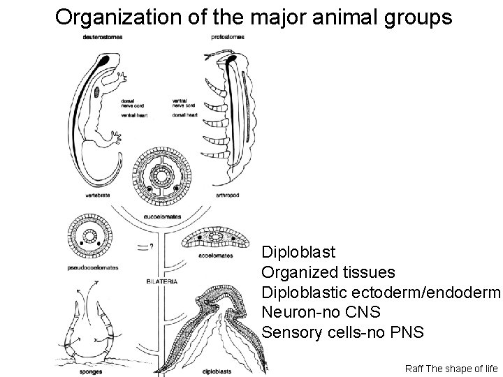 Organization of the major animal groups Diploblast Organized tissues Diploblastic ectoderm/endoderm Neuron-no CNS Sensory