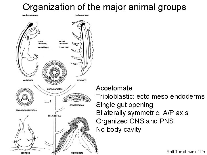 Organization of the major animal groups Acoelomate Triploblastic: ecto meso endoderms Single gut opening