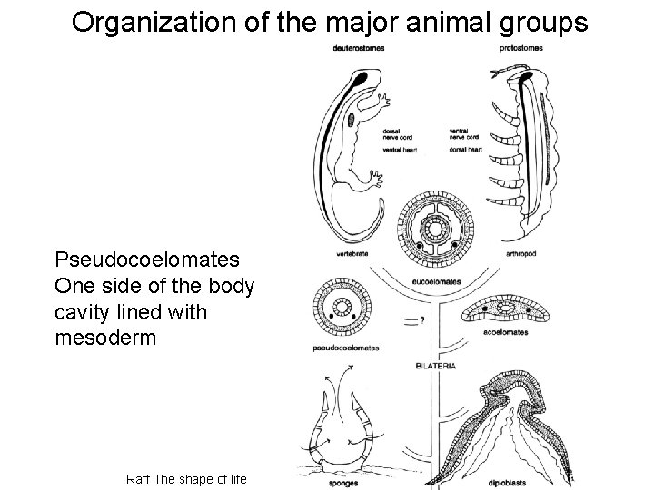 Organization of the major animal groups Pseudocoelomates One side of the body cavity lined