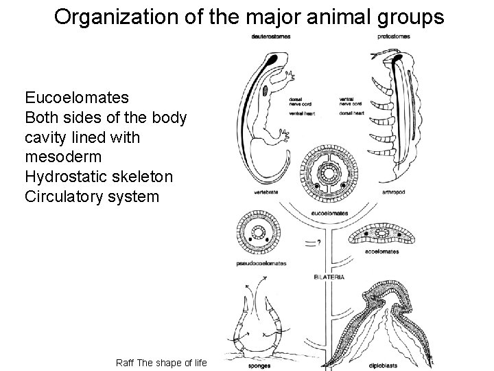 Organization of the major animal groups Eucoelomates Both sides of the body cavity lined