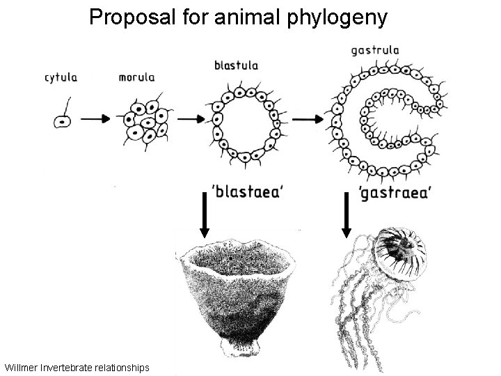 Proposal for animal phylogeny Willmer Invertebrate relationships 