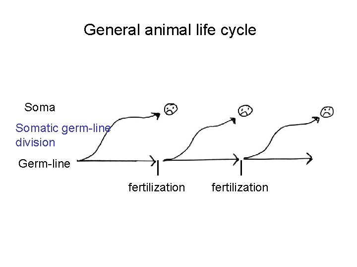 General animal life cycle Somatic germ-line division Germ-line fertilization 