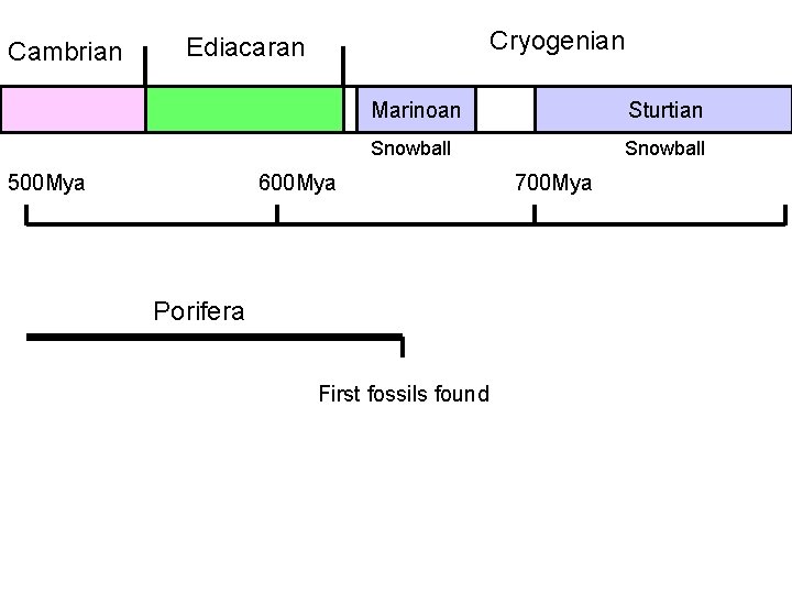 Cambrian Cryogenian Ediacaran 500 Mya Marinoan Sturtian Snowball 600 Mya Porifera First fossils found