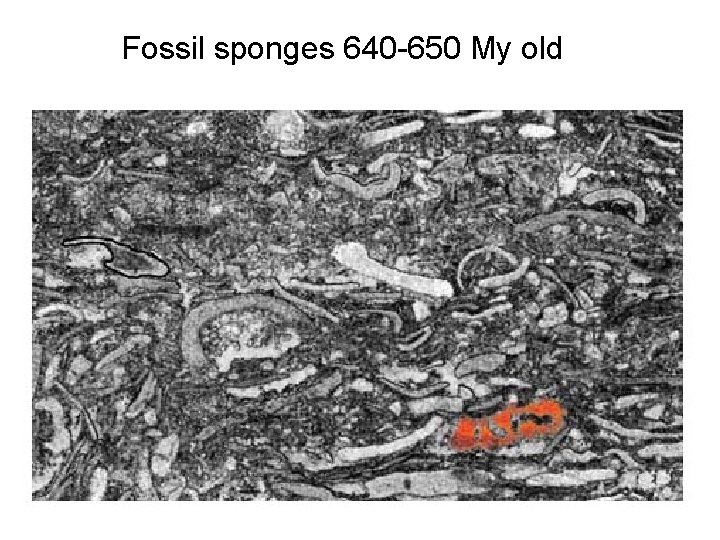 Fossil sponges 640 -650 My old 