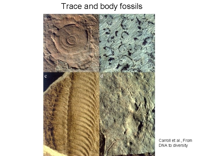 Trace and body fossils Carroll et al. , From DNA to diversity 