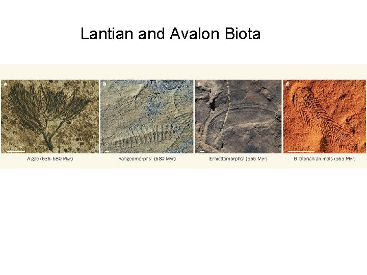 Lantian and Avalon Biota 