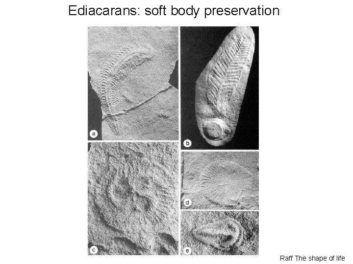 Ediacarans: soft body preservation Raff The shape of life 