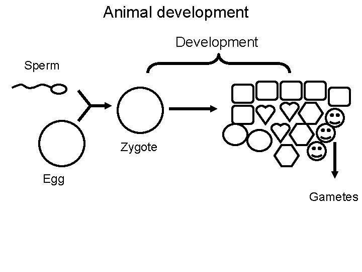 Animal development Development Sperm Zygote Egg Gametes 