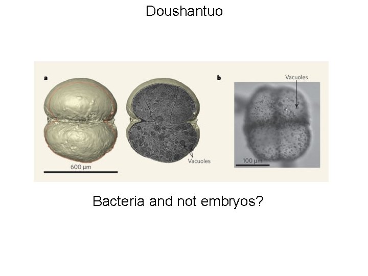 Doushantuo Bacteria and not embryos? 