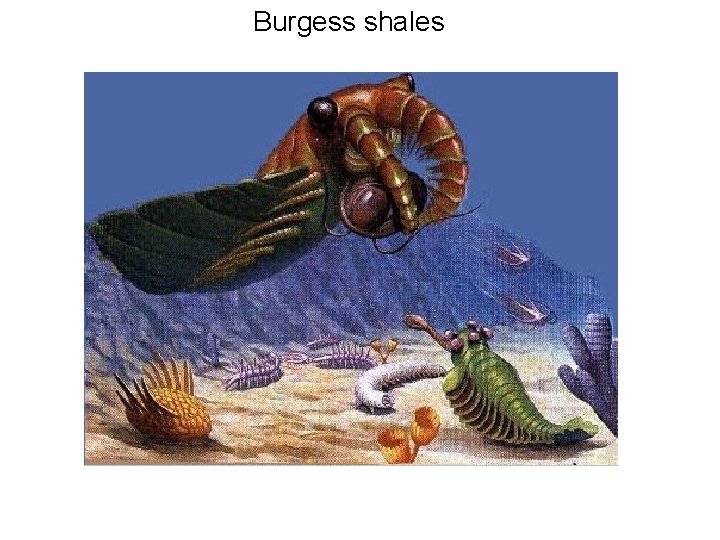 Burgess shales 