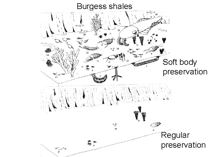 Burgess shales Soft body preservation Regular preservation 