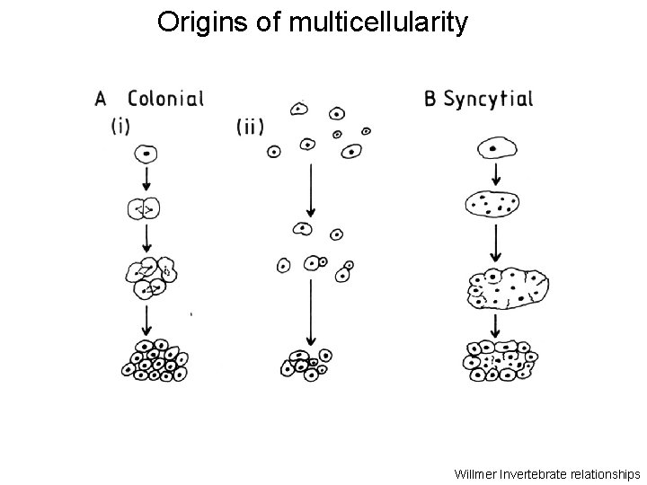 Origins of multicellularity Willmer Invertebrate relationships 