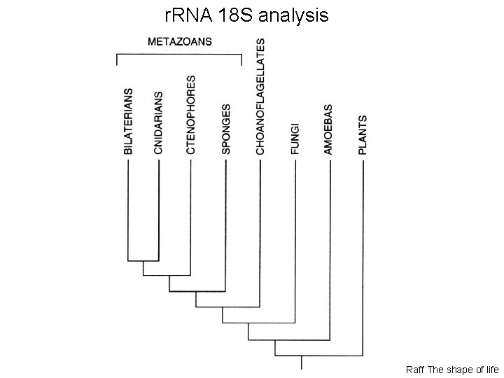 r. RNA 18 S analysis Raff The shape of life 