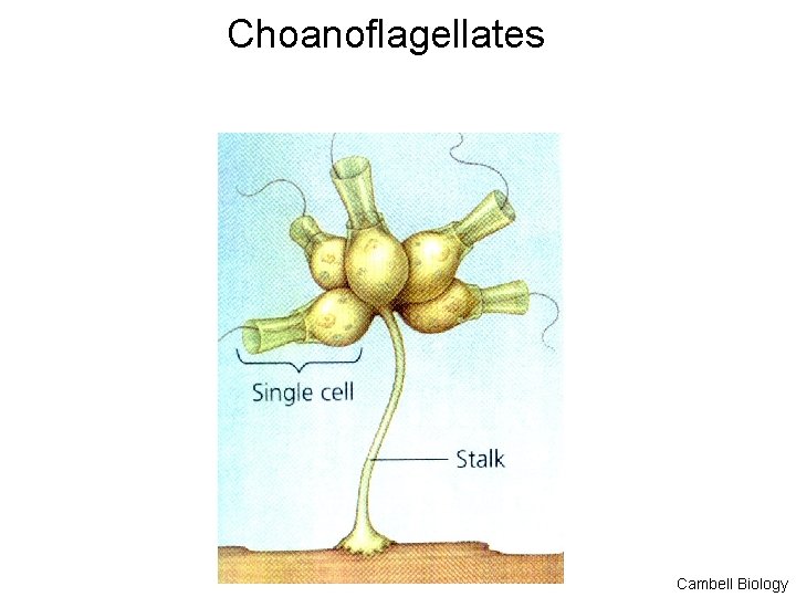 Choanoflagellates Cambell Biology 