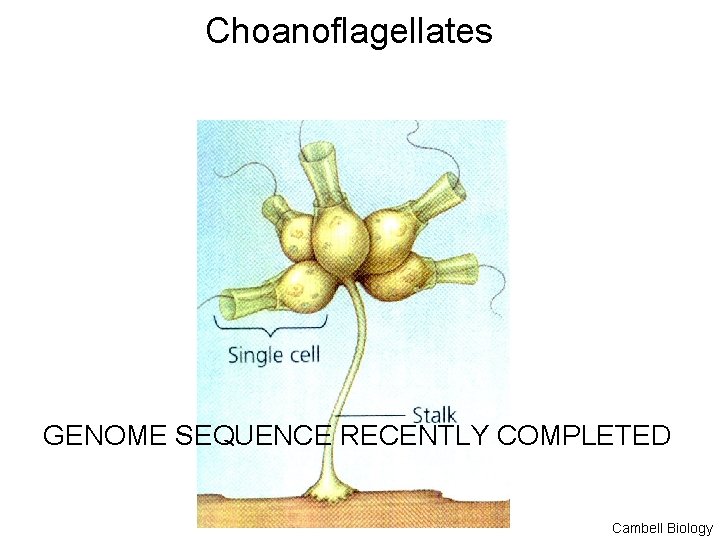 Choanoflagellates GENOME SEQUENCE RECENTLY COMPLETED Cambell Biology 