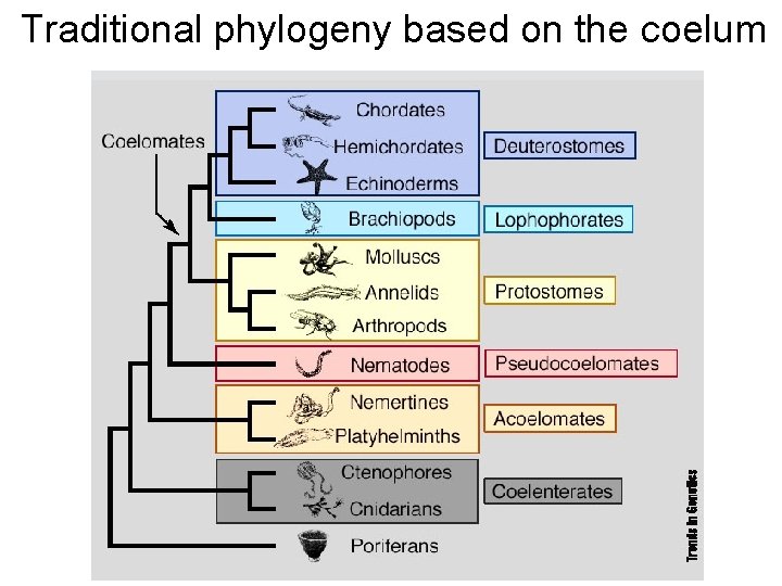 Traditional phylogeny based on the coelum 