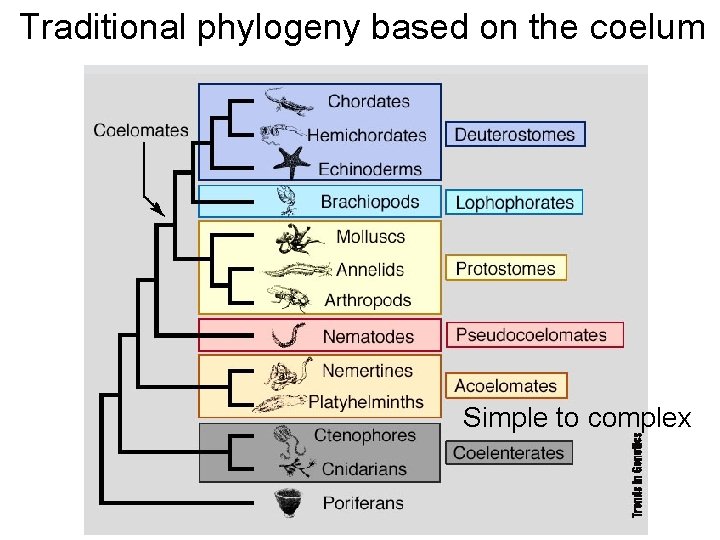 Traditional phylogeny based on the coelum Simple to complex 