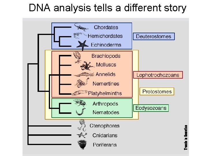 DNA analysis tells a different story 