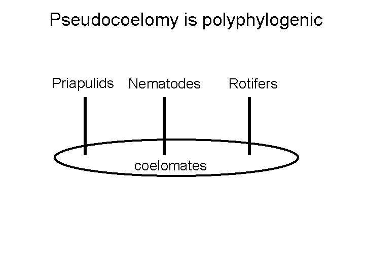 Pseudocoelomy is polyphylogenic Priapulids Nematodes coelomates Rotifers 