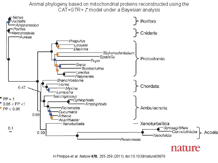 Animal phylogeny based on mitochondrial proteins reconstructed using the CAT+GTR+ Г model under a