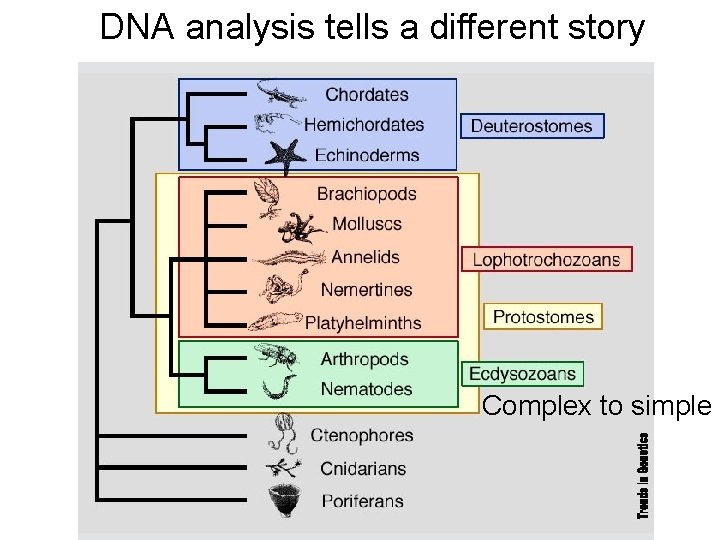 DNA analysis tells a different story Complex to simple 
