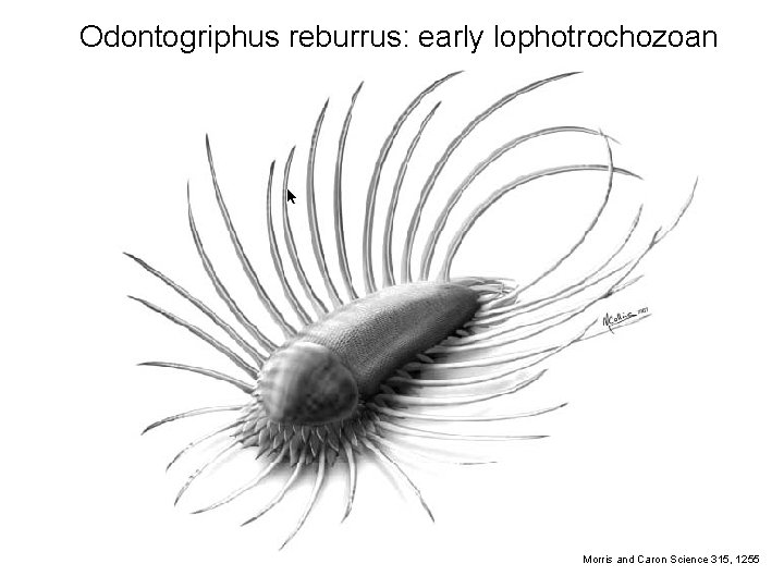 Odontogriphus reburrus: early lophotrochozoan Morris and Caron Science 315, 1255 