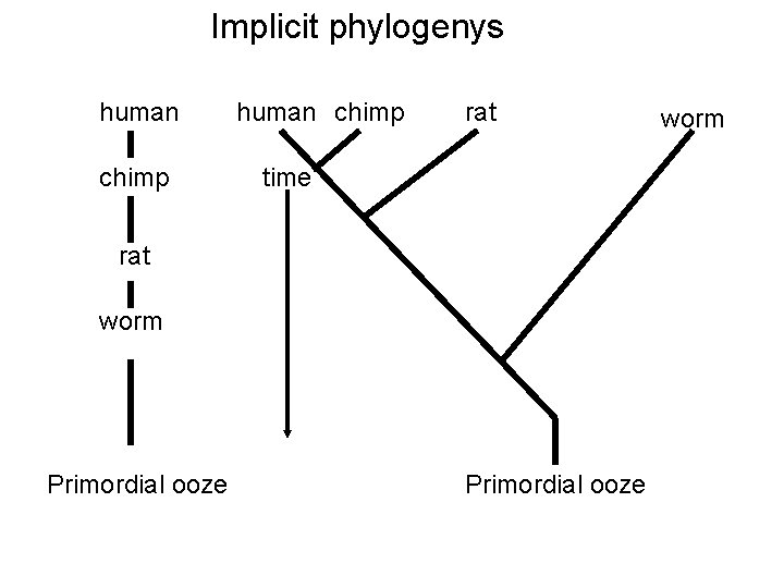 Implicit phylogenys human chimp rat time rat worm Primordial ooze worm 