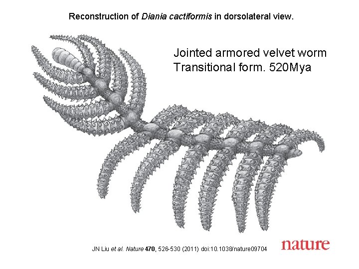Reconstruction of Diania cactiformis in dorsolateral view. Jointed armored velvet worm Transitional form. 520