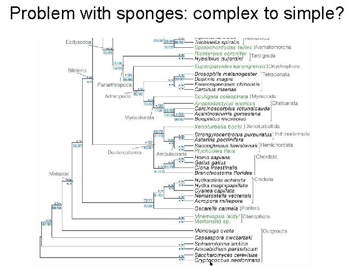 Problem with sponges: complex to simple? 