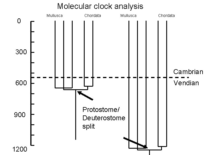 Molecular clock analysis 0 Mullusca Chordata 300 Cambrian 600 900 1200 Vendian Protostome/ Deuterostome