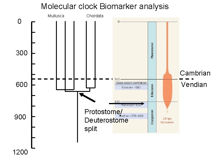 Molecular clock Biomarker analysis 0 Mullusca Chordata 300 Cambrian 600 900 1200 Vendian Protostome/
