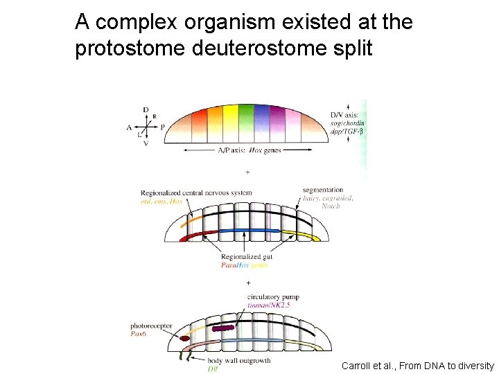 A complex organism existed at the protostome deuterostome split Carroll et al. , From