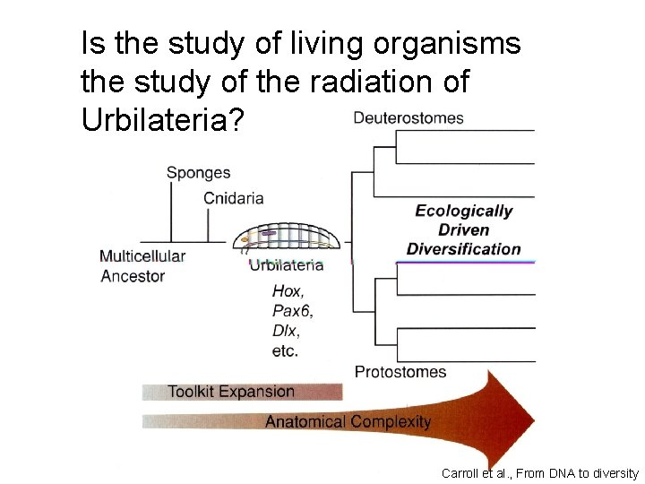 Is the study of living organisms the study of the radiation of Urbilateria? Carroll