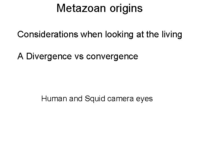 Metazoan origins Considerations when looking at the living A Divergence vs convergence Human and