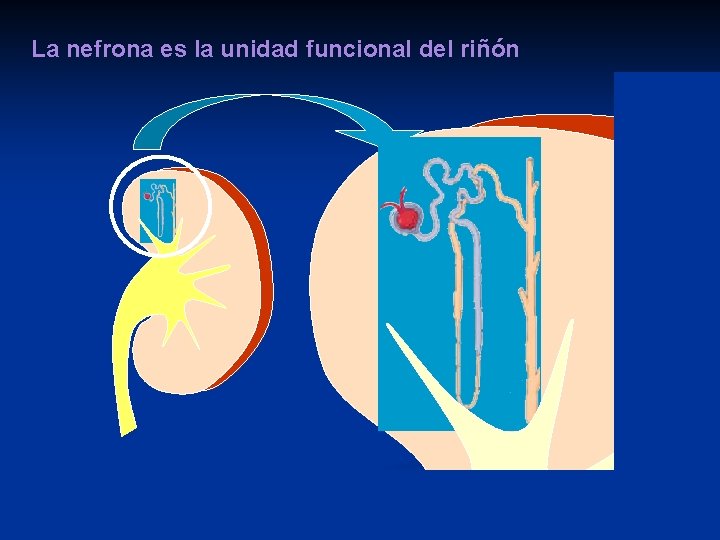 La nefrona es la unidad funcional del riñón 