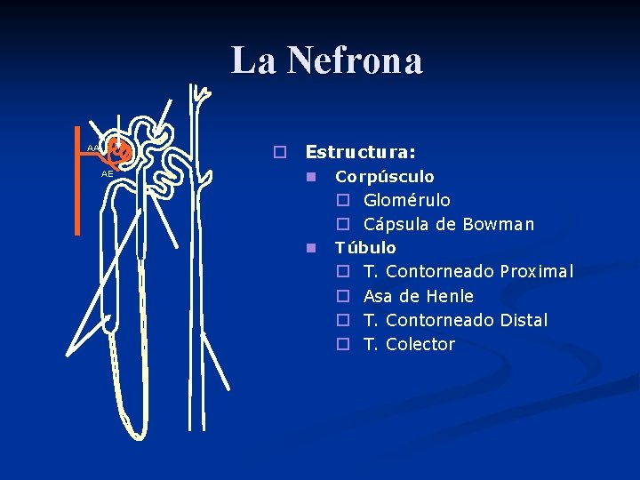 La Nefrona o Estructura: AA AE n Corpúsculo o Glomérulo o Cápsula de Bowman