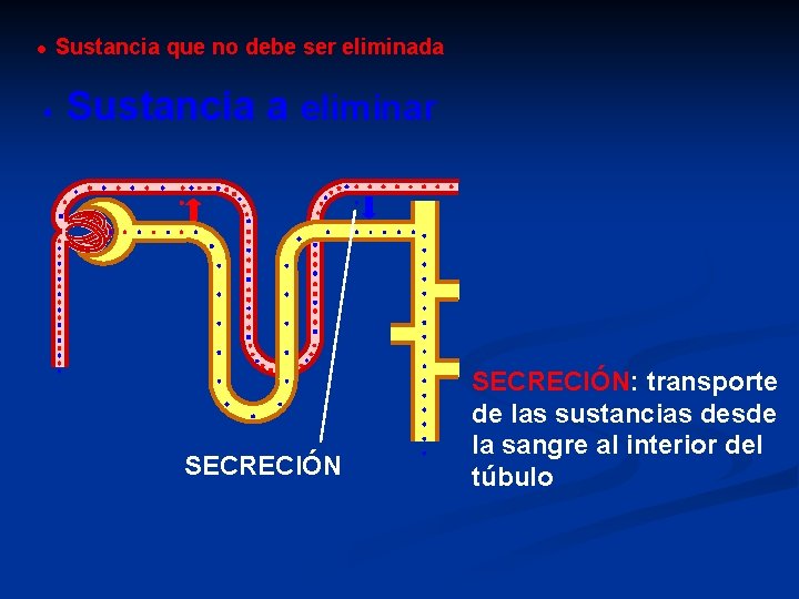 Sustancia que no debe ser eliminada Sustancia a eliminar SECRECIÓN: transporte de las sustancias