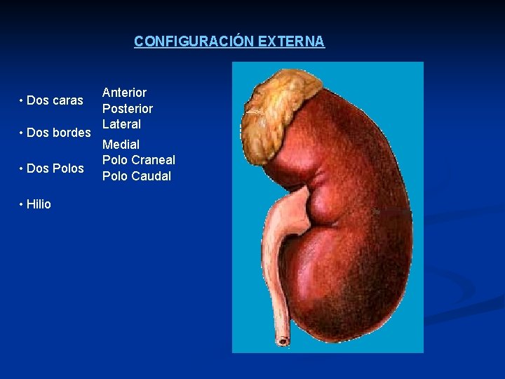 CONFIGURACIÓN EXTERNA • Dos caras • Dos bordes • Dos Polos • Hilio Anterior