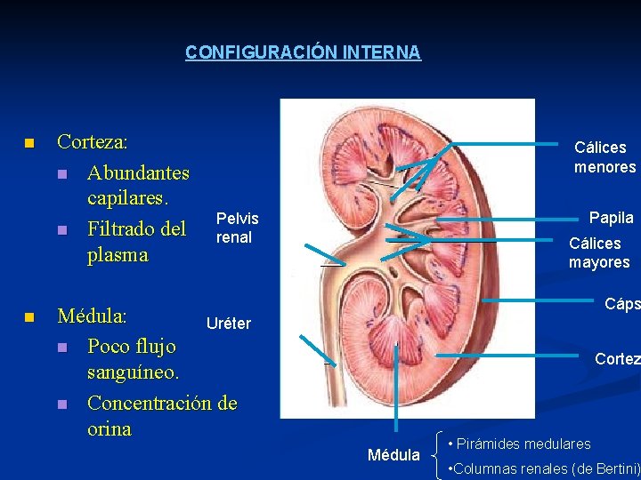 CONFIGURACIÓN INTERNA n n Corteza: n Abundantes capilares. n Filtrado del plasma Cálices menores