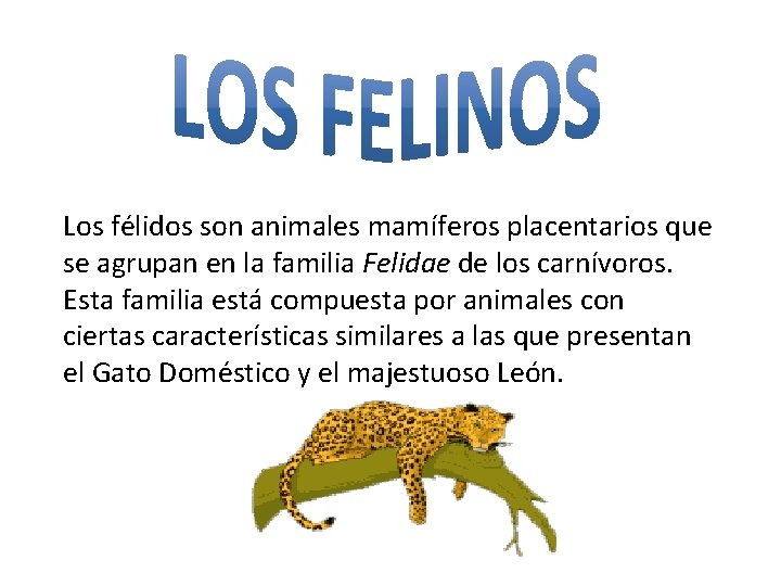 Los félidos son animales mamíferos placentarios que se agrupan en la familia Felidae de